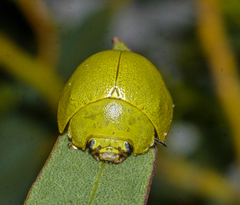 Paropsis glauca