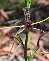 Cryptostylis leptochila