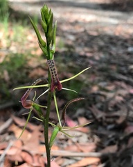 Cryptostylis leptochila
