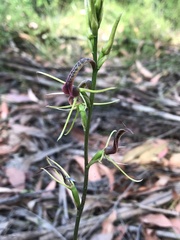 Cryptostylis leptochila