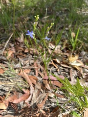 Cryptostylis leptochila