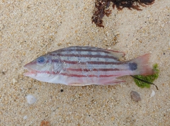 Lutjanus decussatus