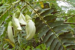 Sesbania grandiflora