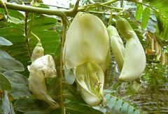 Sesbania grandiflora