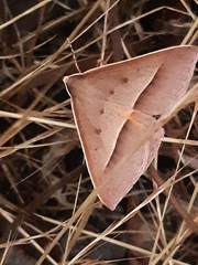 Epidesmia chilonaria