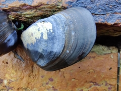 Mytilus planulatus
