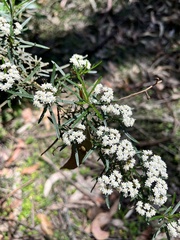 Ozothamnus ferrugineus