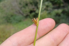 Schoenoplectus torreyi