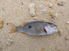 Lutjanus monostigma