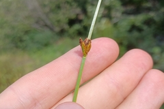 Schoenoplectus torreyi