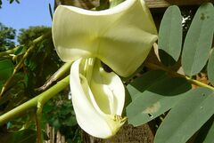 Sesbania grandiflora