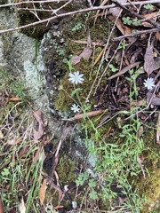 Stellaria flaccida