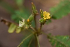 Biophytum sensitivum