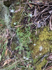 Stellaria flaccida