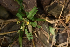 Biophytum sensitivum
