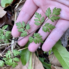 Chaerophyllum