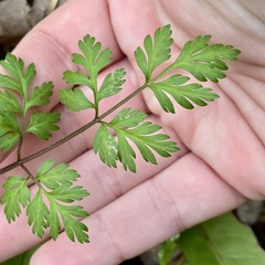 Chaerophyllum