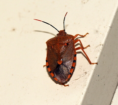 Anaxarchus pardalinus