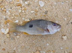 Lutjanus monostigma