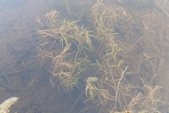Potamogeton spirillus