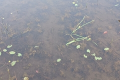 Potamogeton spirillus