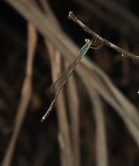 Indolestes tenuissimus