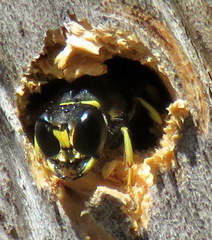 Ectemnius ruficornis