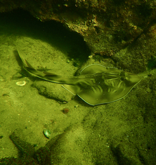 Trygonorrhina dumerilii