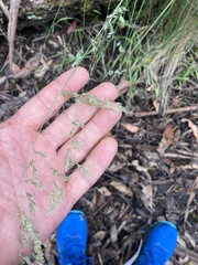 Poa labillardierei