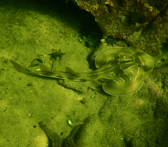 Trygonorrhina dumerilii