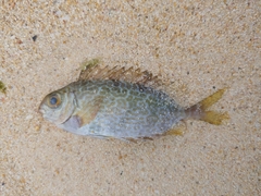 Siganus spinus