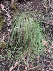 Poa labillardierei