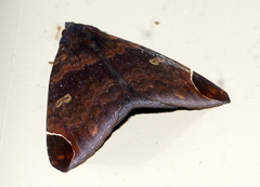 Bastilla serratilinea