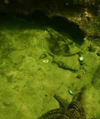 Trygonorrhina dumerilii