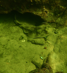 Trygonorrhina dumerilii