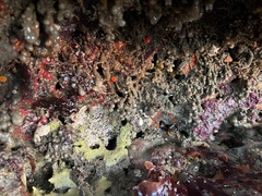 Balanophyllia elegans