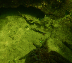 Trygonorrhina dumerilii