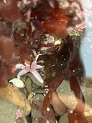 Leptasterias hexactis