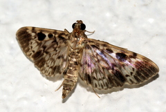 Rhimphaliodes macrostigma