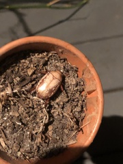 Anoplognathus concolor