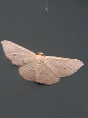 Epicyme rubropunctaria