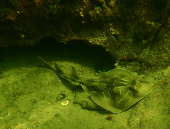 Trygonorrhina dumerilii