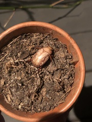 Anoplognathus concolor