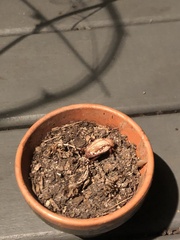 Anoplognathus concolor