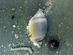 Amalda depressa