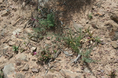 Lessertia excisa
