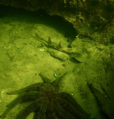 Trygonorrhina dumerilii