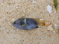 Chrysiptera biocellata