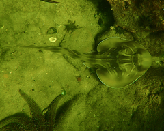 Trygonorrhina dumerilii