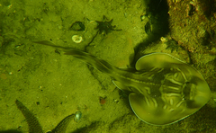 Trygonorrhina dumerilii